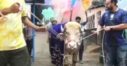 ভাইরাল মহিষ ‘ডোনাল্ড ট্রাম্প’কে রাজকীয় বিদায়, লাল গালিচায় সংবর্ধনা