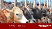 কুরবানির জন্য সুস্থ গরু চেনার উপায়: বিশেষজ্ঞদের পরামর্শ