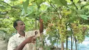 কুড়িগ্রামে বাইকুনুর আঙুর চাষে সাফল্য দুই উদ্যোক্তার