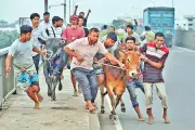 রাজধানীর হাটে ৩২ মণ ওজনের গরু ‘কালাপাহাড়’, দাম ১২ লাখ টাকা