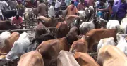ঈদের আগে পশুর হাটে অস্বাভাবিক পরিস্থিতি, দাম নিয়ে অপেক্ষার খেলা