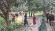 ঢাকায় গরু পাঠাতে ব্যস্ত চরের খামারিরা
