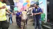ভাইরাল মহিষ ‘ডোনাল্ড ট্রাম্প’কে লালগালিচায় বিদায় জানাল খামার কর্তৃপক্ষ