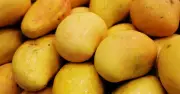 আমের রাজধানী মালিয়াবাদ: ঐতিহ্য ও স্বাদের অনন্য সমাহার