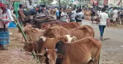 ঈদের আগে ধোলাইখাল পশুরহাটে বেচাকেনা কম, দামে অমিল