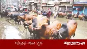 রাজধানীতে বৃষ্টিতে ঈদযাত্রা ও গরুর হাটে ভোগান্তি