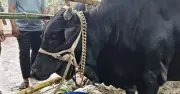 ময়মনসিংহের ‘কমিশনার’ ষাঁড়ের দাম ৬ লাখ ৮০ হাজার টাকা