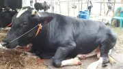 মৌলভীবাজারের হাটে নজর কাড়ছে ‘কালো মানিক’, ‘রাজা মিয়া’