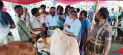 পাবনায় গরু বিক্রি করে খুশি খামারিরা, চাহিদা ও দাম ভালো