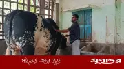 শখের ষাঁড় যুবরাজের দাম ১০ লাখ টাকা, খামারির স্বপ্ন ডিজিটাল খামার