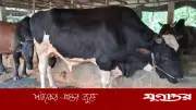 খাগড়াছড়িতে ‘সম্রাট’ নামের ষাঁড়ের দাম ১২ লাখ টাকা