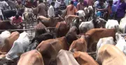 অর্থনীতির চাপে কোরবানির বাজার: ক্রেতা কম, বড় গরুর চাহিদা নেই