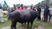 কোরবানিতে গরুর বদলে মহিষ বেছে নিচ্ছেন অনেকে, বাড়ছে জনপ্রিয়তা