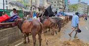 ঈদের শেষ মুহূর্তে বৃষ্টিতে বিপর্যস্ত কোরবানির পশুর হাট, ব্যবসায়ীদের লোকসানের শঙ্কা