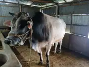বিক্রি না হওয়া বিশাল ষাঁড় ‘জায়েদ খান’ খামারমালিকের চিন্তার কারণ