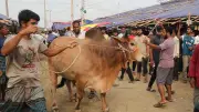 চট্টগ্রামে কোরবানির হাটে দেড় হাজার কোটি টাকার পশু বেচাকেনা