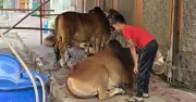 ঢাকা দক্ষিণ সিটিতে ঈদুল আজহায় কোরবানির জন্য ৩৫৭টি স্থান নির্ধারণ