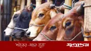 কুরবানির ঈদে গোশত কাটার সময় এড়িয়ে চলুন এই ভুলগুলি