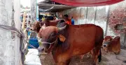 ঢাকা দক্ষিণ সিটিতে কোরবানির জন্য ৩৫৭টি নির্ধারিত স্থান