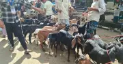 কোরবানির ঈদে ছাগল ব্যবসায়ীদের মন খারাপ, কম লাভে ফিরছেন অনেকে