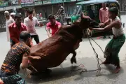 কোরবানির দিনে স্বাস্থ্যবিধি ও বর্জ্য ব্যবস্থাপনা: করণীয়
