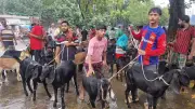 আরামবাগে কোরবানির ছাগল কিনতে গিয়ে চাঁদাবাজির শিকার ক্রেতারা