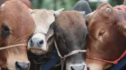 রংপুরের কোরবানির হাটে শেষ মুহূর্তের ব্যস্ততা