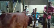 কমলাপুর পশুরহাটে দাম ধস, ক্রেতা নেই, খামারিরা হতাশ