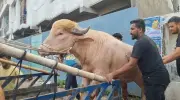 আলোচিত মহিষ ‘ডোনাল্ড ট্রাম্প’কে জাতীয় চিড়িয়াখানায় রাখার সিদ্ধান্ত
