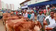 ঈদের আগে রাজধানীর পশুর হাটে ক্রেতা সংকট, খামারিরা হতাশ