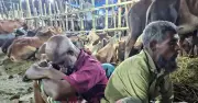 ঈদের রাতেও গাবতলী হাটে ক্রেতা নেই, ব্যবসায়ীদের হতাশা