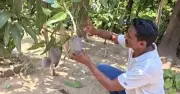 বিশ্বের সবচেয়ে দামি আম ফলিয়ে দুশ্চিন্তায় কৃষক, চোরের ভয়ে খাট নিয়ে গাছতলায় ঘুম