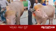 ভাইরাল মহিষ 'ডোনাল্ড ট্রাম্প' স্থান পাচ্ছে মিরপুর চিড়িয়াখানায়