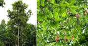 প্রকৃতির ড্রোন: হলোং গাছের বিস্ময়কর বীজ বিস্তার কৌশল