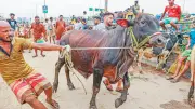 অর্থনৈতিক চাপে কোরবানি দিতে পারছেন না খামারিরা, কমছে পশু কোরবানি