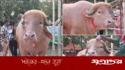 বাংলাদেশের ‘ডোনাল্ড ট্রাম্প’ মহিষ কুরবানি থেকে রক্ষা পেল