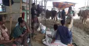 গাবতলীর হাটে গরুর দামে ধস, খামারিদের লোকসান