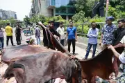 ঢাকায় কোরবানির বর্জ্য অপসারণে প্রস্তুত দুই সিটি করপোরেশন