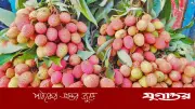 ভালো লিচু চেনার সহজ উপায়: রঙ, গন্ধ আর চাপ দেখে নিন