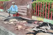 কোরবানির চামড়া নষ্ট করা: ধর্মীয় ও নৈতিক সংকট