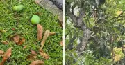 সিঙ্গাপুরে পাকা আম কুড়াতে গেলে জরিমানা ৫ লাখ টাকা
