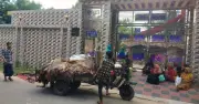 চট্টগ্রামে কোরবানির চামড়ায় মৌসুমি ব্যবসায়ীদের লোকসান