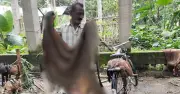 চামড়ার দাম কম পেয়ে হতাশ মৌসুমি ব্যবসায়ীরা