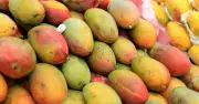আমের রাজা আলফোনসোর আসল রাজধানী রত্নগিরি