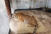 ফাঁদ থেকে উদ্ধার বাঘিনী সুস্থ, জুনে সুন্দরবনে ফেরার সম্ভাবনা