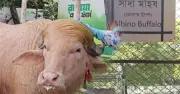 আলবিনো মহিষ ‘ডোনাল্ড ট্রাম্প’ চিড়িয়াখানায়, কোরবানি থেকে বাদ