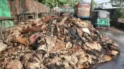 ঈদে চামড়া নিয়ে হতাশা: রাস্তায় ফেলে চলে গেলেন ব্যবসায়ীরা