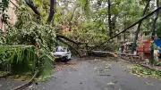 কলকাতায় ঘূর্ণিঝড়ে বিদ্যুৎস্পৃষ্ট হয়ে একজনের মৃত্যু, ২৫ স্থানে গাছ উপড়ে যান চলাচল ব্যাহত