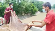 ফেনীতে ক্রেতা না পেয়ে নদীতে ফেলা হলো শতাধিক চামড়া