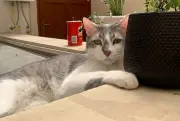 বিড়ালের চোখের মায়াবী চাহনির পেছনে বিজ্ঞান